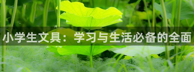 彩名堂客服：小学生文具：学习与生活必备的